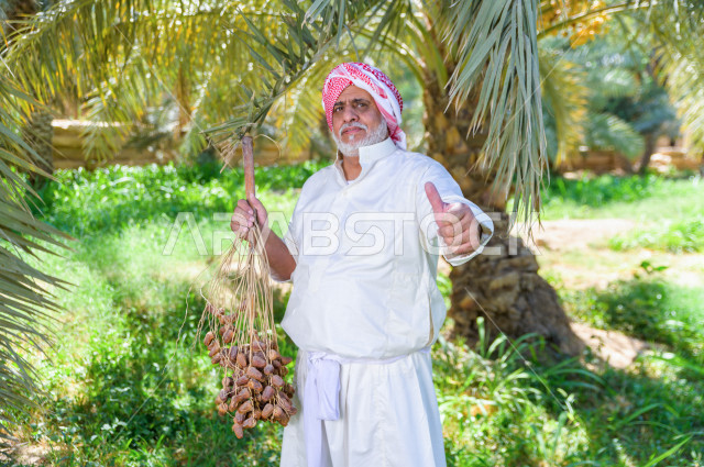 مزارع سعودي خليجي يقوم بحصاد و التقاط التمور، مهنة تراثية  ، الموسم الزراعي ، موسم جني محصول التمور في المناطق الزراعية ، مزارع النخيل المثمرة في المملكة العربية السعودية ، مزارع لانتاج التمور ، المناطق الزراعية للنخيل