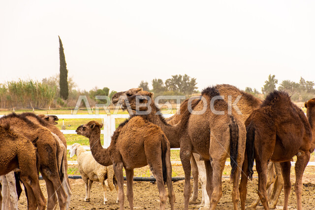 حيوانات صحراوية شديدة الصبر والتحمل، أضاحي عيد الأضحى المبارك، تربيه الثدييات والمواشي في مراعي المملكة، الطبيعة الخضراء في السعودية، صورة مقربة لقطيع من الجمال يتنقل في احد المحميات البرية في مكة، وسائل نقل قديمة في البادية، حيوان الإبل الأليف.