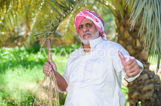 مزارع سعودي خليجي يقوم بحصاد و التقاط التمور، مهنة تراثية  ، الموسم الزراعي ، موسم جني محصول التمور في المناطق الزراعية ، مزارع النخيل المثمرة في المملكة العربية السعودية ، مزارع لانتاج التمور ، المناطق الزراعية للنخيل