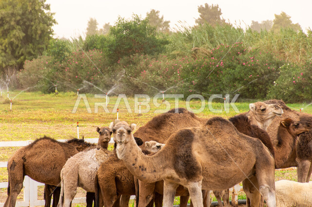 أنظمة الري الحديثة, المراعي الطبيعية في السعودية،  حيوان الإبل الأليف، وسيلة نقل قديمة في البادية، حيوانات صحراوية شديدة الصبر والتحمل، صورة مقربة لقطيع من الجمال يتنقل في احد المحميات البريه في مكة، تربيه الثدييات والمواشي في مزارع المملكة.