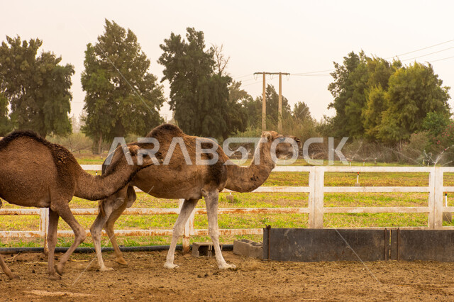 Eid al-Adha sacrifices, wild reserves in Mecca, pet camels, an ancient ...