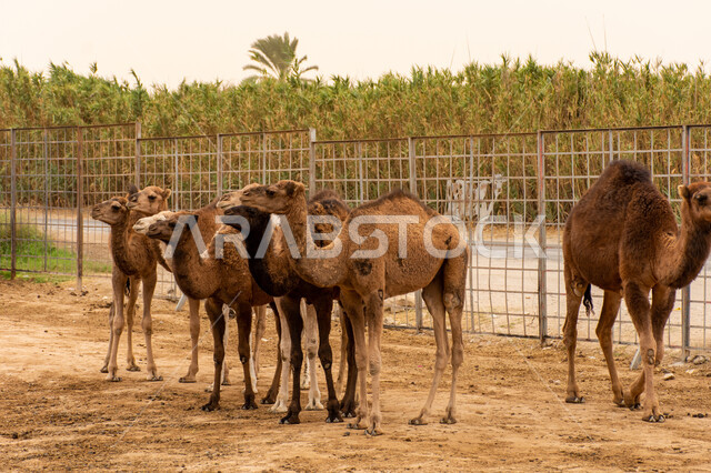 المراعي الطبيعية في السعودية، حيوان الإبل الأليف، وسيلة نقل قديمة في البادية، حيوانات صحراوية شديدة الصبر والتحمل، أضاحي عيد الأضحى المبارك، صورة مقربة لقطيع من الجمال يتنقل في احد المحميات البرية في مكة، تربيه الثدييات والمواشي في مزارع المملكة.