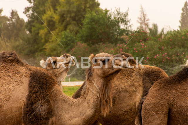 حيوان الإبل الأليف، وسيلة نقل قديمة في البادية، حيوانات صحراوية شديدة الصبر والتحمل، أضاحي عيد الأضحى المبارك، صورة مقربة لقطيع من الجمال يتنقل في احد المحميات البرية في مكة، تربيه الثدييات والمواشي في مراعي المملكة، الطبيعة الخضراء في السعودية .