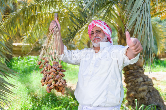 مزارع سعودي خليجي يقوم بحصاد و التقاط التمور، مهنة تراثية  ، الموسم الزراعي ، موسم جني محصول التمور في المناطق الزراعية ، مزارع النخيل المثمرة في المملكة العربية السعودية ، مزارع لانتاج التمور ، المناطق الزراعية للنخيل