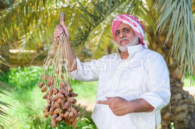 مزارع سعودي خليجي يقوم بحصاد و التقاط التمور، مهنة تراثية  ، الموسم الزراعي ، موسم جني محصول التمور في المناطق الزراعية ، مزارع النخيل المثمرة في المملكة العربية السعودية ، مزارع لانتاج التمور ، المناطق الزراعية للنخيل