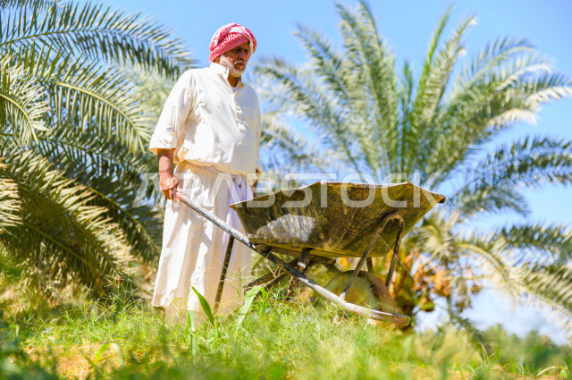 مزارع سعودي خليجي يقوم بحصاد و التقاط التمور، مهنة تراثية  ، الموسم الزراعي ، موسم جني محصول التمور في المناطق الزراعية ، مزارع النخيل المثمرة في المملكة العربية السعودية ، مزارع لانتاج التمور ، المناطق الزراعية للنخيل