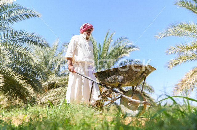 مزارع سعودي خليجي يقوم بحصاد و التقاط التمور، مهنة تراثية  ، الموسم الزراعي ، موسم جني محصول التمور في المناطق الزراعية ، مزارع النخيل المثمرة في المملكة العربية السعودية ، مزارع لانتاج التمور ، المناطق الزراعية للنخيل