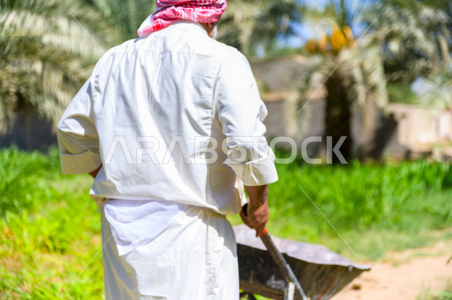 مزارع سعودي خليجي يقوم بحصاد و التقاط التمور، مهنة تراثية  ، الموسم الزراعي ، موسم جني محصول التمور في المناطق الزراعية ، مزارع النخيل المثمرة في المملكة العربية السعودية ، مزارع لانتاج التمور ، المناطق الزراعية للنخيل