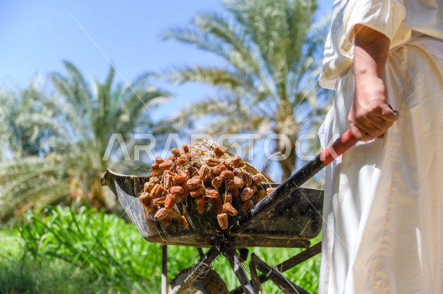 مزارع سعودي خليجي يقوم بحصاد و التقاط التمور، مهنة تراثية  ، الموسم الزراعي ، موسم جني محصول التمور في المناطق الزراعية ، مزارع النخيل المثمرة في المملكة العربية السعودية ، مزارع لانتاج التمور ، المناطق الزراعية للنخيل