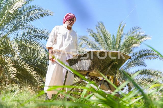 مزارع سعودي خليجي يقوم بحصاد و التقاط التمور، مهنة تراثية  ، الموسم الزراعي ، موسم جني محصول التمور في المناطق الزراعية ، مزارع النخيل المثمرة في المملكة العربية السعودية ، مزارع لانتاج التمور ، المناطق الزراعية للنخيل