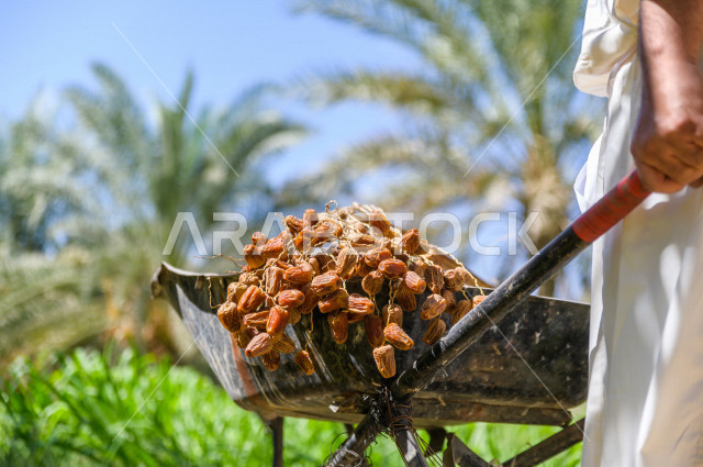 مزارع سعودي خليجي يقوم بحصاد و التقاط التمور، مهنة تراثية  ، الموسم الزراعي ، موسم جني محصول التمور في المناطق الزراعية ، مزارع النخيل المثمرة في المملكة العربية السعودية ، مزارع لانتاج التمور ، المناطق الزراعية للنخيل
