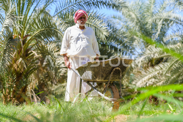مزارع سعودي خليجي يقوم بحصاد و التقاط التمور، مهنة تراثية  ، الموسم الزراعي ، موسم جني محصول التمور في المناطق الزراعية ، مزارع النخيل المثمرة في المملكة العربية السعودية ، مزارع لانتاج التمور ، المناطق الزراعية للنخيل