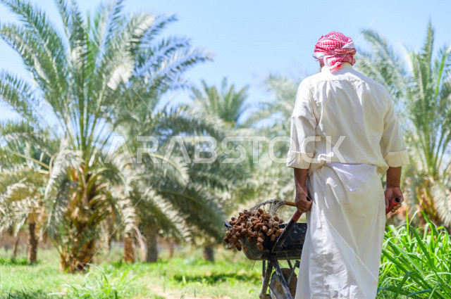 مزارع سعودي خليجي يقوم بحصاد و التقاط التمور، مهنة تراثية  ، الموسم الزراعي ، موسم جني محصول التمور في المناطق الزراعية ، مزارع النخيل المثمرة في المملكة العربية السعودية ، مزارع لانتاج التمور ، المناطق الزراعية للنخيل