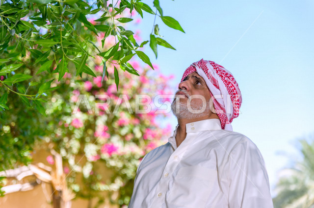 مزارع سعودي خليجي يقوم بحصاد و التقاط التمور، مهنة تراثية  ، الموسم الزراعي ، موسم جني محصول التمور في المناطق الزراعية ، مزارع النخيل المثمرة في المملكة العربية السعودية ، مزارع لانتاج التمور ، المناطق الزراعية للنخيل