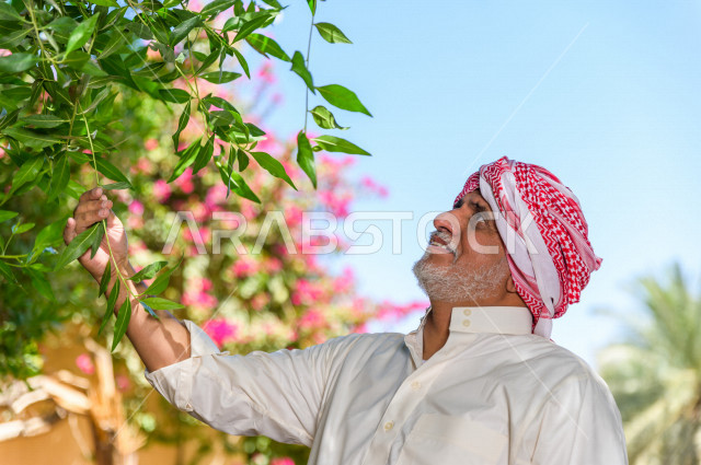 A Saudi Gulf farmer harvesting and picking dates, a traditional profession, the agricultural season, the date harvest season in agricultural areas, fruitful palm farms in the Kingdom of Saudi Arabia, farms for the production of dates, agricultural areas f