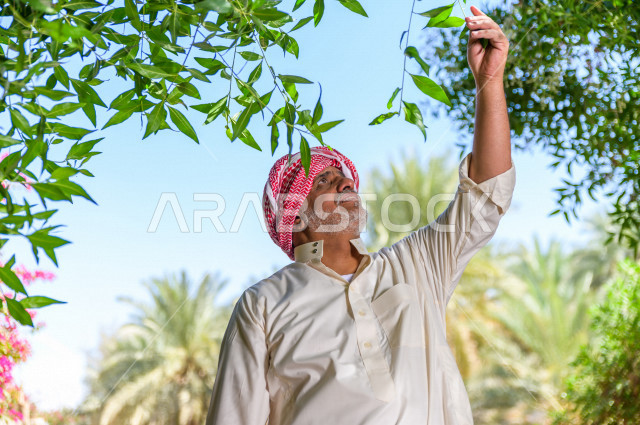 مزارع سعودي خليجي يقوم بحصاد و التقاط التمور، مهنة تراثية  ، الموسم الزراعي ، موسم جني محصول التمور في المناطق الزراعية ، مزارع النخيل المثمرة في المملكة العربية السعودية ، مزارع لانتاج التمور ، المناطق الزراعية للنخيل
