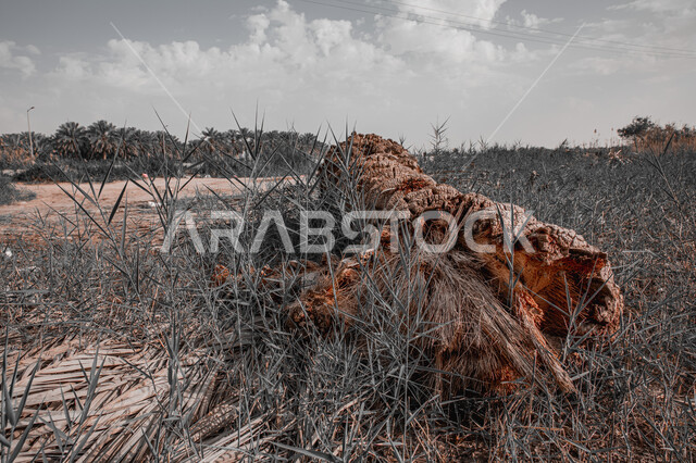 جذع شجرة ملقى على أرض عشبية، مزارع وأراضي زراعية لإنتاج محاصيل التمور المحلية، أشجار النخيل المثمرة في المملكة العربية السعودية، الأشجار والنباتات الخضراء، أماكن سياحية طبيعية، منظر الغيوم في السماء