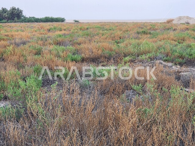 البيئة الطبيعيه في صحراء المملكة العربية السعودية, نمو النباتات البرية في براري المنطقة الشرقية, صورة مقربة لأعشاب خضراء صغيرة وسط البيئة الصحراوية وضح النهار, خلفية الطبيعه