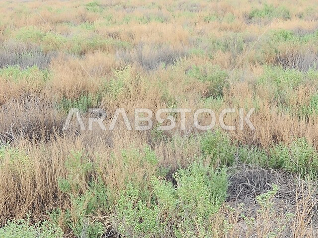  صورة مقربة لأعشاب خضراء صغيرة وسط البيئة الصحراوية وضح النهار, نمو النباتات البرية في براري المنطقة الشرقية, البيئة الطبيعيه في صحراء المملكة العربية السعودية, خلفية الطبيعه