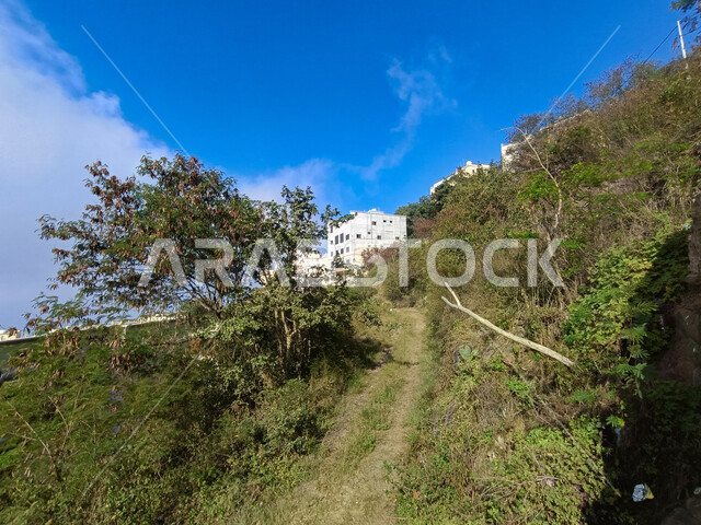Green trees and plants, a sky full of white clouds over the Al-Fayfa Mountains in Jizan in Saudi Arabia, famous tourist places and landmarks in the south of the Kingdom, rural houses and residential buildings, mountain peaks and heights, nature background