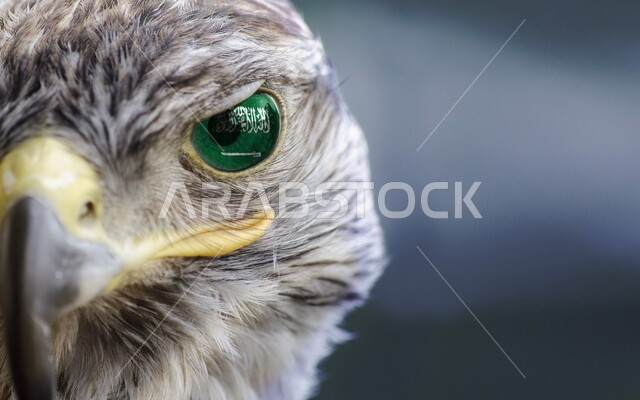 تدريب الحيوانات المفترسة في إحدى المحميات الطبيعيه، الفخر بالتراث السعودي العريق في تربيه وترويض الطيور الجارحة، صورة مقربة لوجه طائر الصقر ذات النظر الثاقب, إقامة نادي الصقور في موسم الصيد السنوي في المملكة العربية السعودية