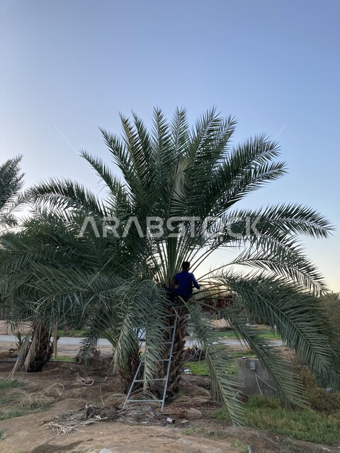 موسم زراعة وحصاد التمر السعودي, الأشجار وسعف النخيل والنباتات الخضراء, مزارع الصباخ المشهورة في منطقة القصيم, الأراضي الزراعية في المملكة العربية السعودية, معالم سياحية طبيعية في وقت النهار, منتجات ومحاصيل وطنية محلية