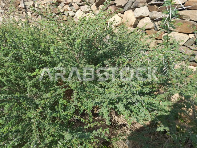 الجذوع والأغصان المتفرعة، صورة مقربة لأشجار السدر ذات الأشواك في الغابات الطبيعية جنوب السعودية، شجيرات الأكاسيا دائمة الخضرة، الاهتمام بالزراعة والتشجير في المملكه، الحدائق العامه والمحميات الطبيعة الخصبة.