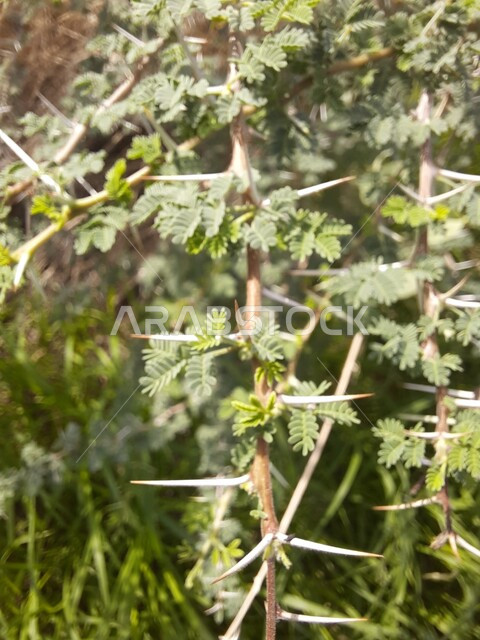 شجيرات الأكاسيا دائمة الخضرة، الجذوع والأغصان المتفرعة، صورة مقربة لأشجار السدر ذات الأشواك في الغابات الطبيعية جنوب السعودية، الاهتمام بالزراعة والتشجير في المملكه، الحدائق العامه والمحميات الطبيعة الخصبة.