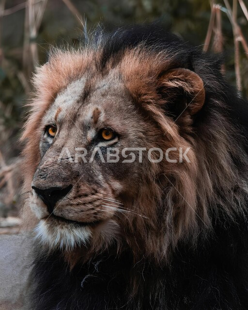 محميات طبيعية لتربية الحيوانات الشرسة والمفترسة، صورة مقربة لحيوان الأسد في الغابات الطبيعة، مفهوم الحياة البرية، حدائق الحيوانات في المملكة العربية السعودية