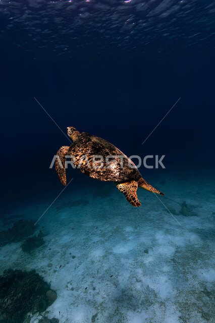 سلحفاة مائية تغوص في أعماق البحار، الثروة السمكية في البحر الاحمر، الاسماك البحرية في الخليج العربي، مفهوم الحياة البرمائية، خلفية الطبيعة