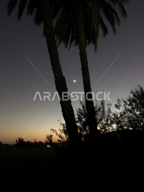 Enjoying the peaceful night atmosphere, silhouettes of palm trees embracing the moon, landscapes in the Kingdom of Saudi Arabia, famous places and tourist attractions at night time, Saluliet