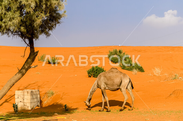 حيوان الجمل في إحدى المناطق الصحراوية في المملكة العربية السعودية ،الكثبان والتلال الرملية الناعمة، تربية الإبل والمواشي في أحد المحميات الطبيعية ، وسائل مواصلات قديمة، خلفية الطبيعه