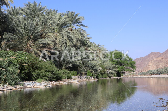 A valley surrounded by green palm trees, national agricultural crops in the Kingdom of Saudi Arabia, mountain peaks and heights, a view of the clear blue sky