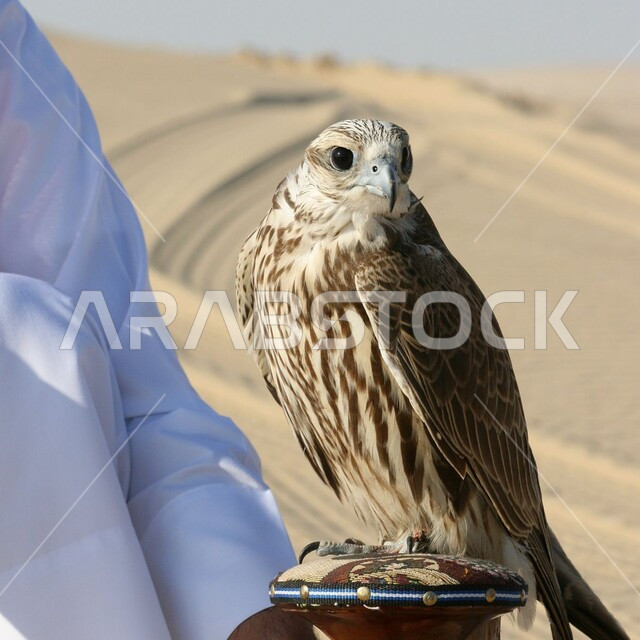 الفخر والاعتزاز بالتراث السعودي العريق في تربية وترويض الطيور الجارحة والمفترسة, صورة مقربة لطائر الصقر العربي في إحدى المحميات الطبيعيه، إقامة نادي الصقور  في موسم الصيد السنوي في المملكة العربية السعودية .