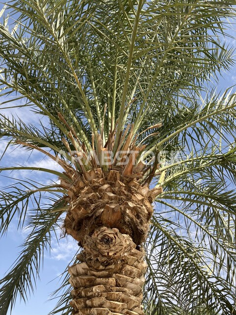 تقدم وتطور الإنتاج المحلي الوطني، المساحات الخضراء الواسعة، الاهتمام بالزراعة والتشجير، أماكن ومعالم ومنتزهات طبيعية سياحية مشهورة، صورة مقربة لجذع شجرة النخل في القصيم في المملكة العربية السعودية، مزارع نخيل الصباخ في بريدة 