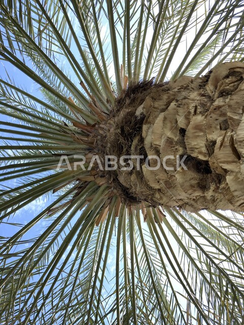 الإنتاج الوطني المحلي، المساحات الخضراء الواسعة، الاهتمام بالزراعة والتشجير، أماكن ومعالم ومنتزهات طبيعية سياحية مشهورة، صورة مقربة لجذع شجرة النخل في القصيم في المملكة العربية السعودية، مزارع نخيل الصباخ في بريدة 