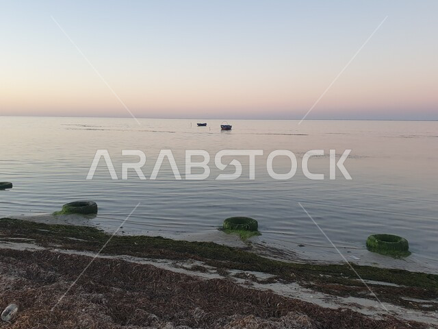 مجموعة مع العجلات مغطاة بالنباتات البحرية في البحر الاحمر في وضح النهار، الطحالب وأعشاب المياه الخضراء، المسطحات المائية والبيئة الطبيعية في المملكة العربية السعودية