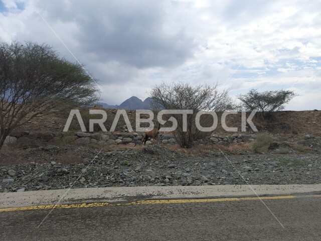 Famous tourist attractions, rock formations and formations in the high mountains, cloudy and foggy winter weather in the mountain peaks and highlands, tourist places in the Kingdom of Saudi Arabia, terrain in the city of Al-Hajra in the Al-Bahah region