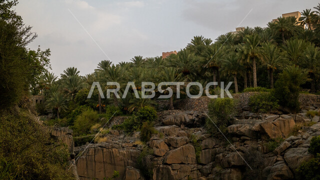 التكوينات والتشكيلات في المناطق الطبيعيه في سلطنة عمان، أبرز المعالم الأثرية التاريخيه، مركز سياحي ترفيهي متميز ، صورة مقربة للنباتات و الأعشاب الخضراء, خلفية الطبيعه