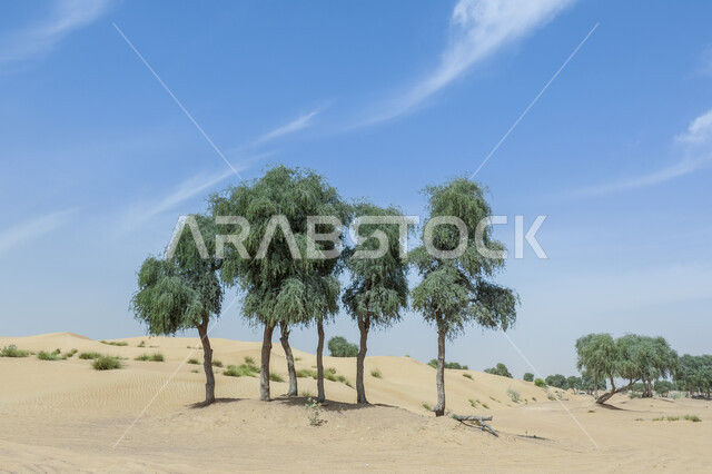 السماء المليئة بالسحب والغيوم البيضاء, الأشجار الخضراء والمناظر الطبيعية الصحراوية, معالم سياحية مشهورة, الطبيعة الرملية والرمال الذهبية الناعمة في مدينة الإمارات العربية المتحدة, المناطق الصحراوية في إمارة الشارقة