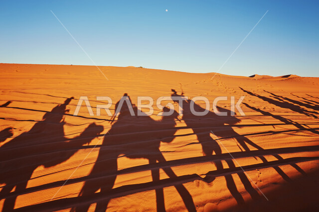 صورة ظلية لحيوان الجمل في صحراء شبه الجزيرة بالمملكة العربية السعودية اثناء غروب الشمس، تربية الجمال والإبل، العناية والاهتمام بتربية الثدييات في المناطق الصحراوية، الرمال الذهبية الناعمة .