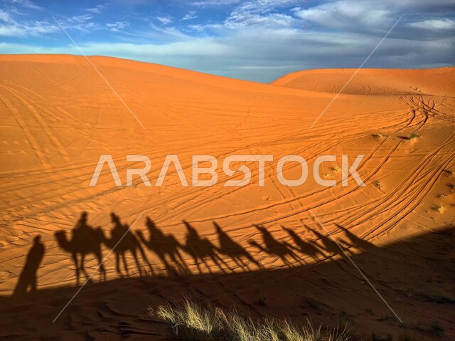 انعكاس ظل قطيع من الجمال على الرمال الذهبية الناعمة في الصحاري، الاهتمام في رعاية الابل ،تربيه الحيوانات والمواشي في أحد المحميات الطبيعيه في المملكة العربيه السعودية، مفهوم السفر على وسائل النقل القديمة، خلفية الطبيعه