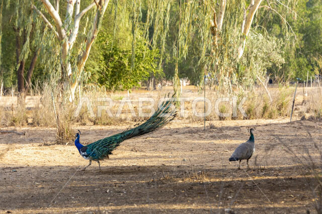 الطاووس الراقص في مدينة جدة، صورة مقربة لطائر الطاووس يتنقل في المحميات الملكية الطبيعية، المناظر والأجواء المتميزة في المملكة العربية السعودية، الطيور المبهرجة الزاهية، ملك الطيور ذو الريش الملون الجذاب, خلفيات الطبيعة .