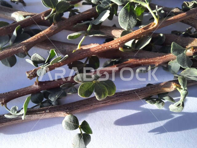 السنة النبوية في استخدام السواك، مسواك طبيعي عطري منعش، صورة مقربة لأغصان شجرة البشام الخضراء، البديل الصحي عن الفرشاة ومعجون الأسنان، منتج وطني محلي سعودي، محاصيل زراعية سعودية، خلفية بيضاء