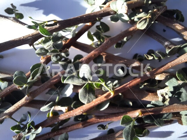 السنة النبوية في استخدام السواك، مسواك طبيعي عطري منعش، صورة مقربة لأغصان شجرة البشام الخضراء، البديل الصحي عن الفرشاة ومعجون الأسنان، منتج وطني محلي سعودي، محاصيل زراعية سعودية، خلفية بيضاء