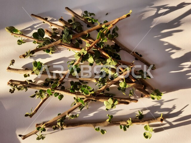 مسواك طبيعي عطري منعش، صورة مقربة لأغصان شجرة البشام الخضراء، البديل الصحي عن الفرشاة ومعجون الأسنان، منتج وطني محلي سعودي، السنة النبوية في استخدام السواك، محاصيل زراعية سعودية، خلفية بيضاء