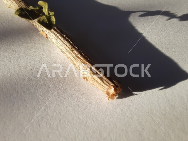 البديل الصحي عن الفرشاة ومعجون الأسنان، السنة النبوية في استخدام السواك، مسواك طبيعي عطري منعش، صورة مقربة لغصن من أغصان شجرة البشام الخضراء، منتج وطني محلي سعودي، محاصيل زراعية سعودية، خلفية بيضاء