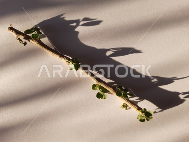 البديل الصحي عن الفرشاة ومعجون الأسنان، السنة النبوية في استخدام السواك، مسواك طبيعي عطري منعش، صورة مقربة لغصن من أغصان شجرة البشام الخضراء، منتج وطني محلي سعودي، محاصيل زراعية سعودية، خلفية بيضاء