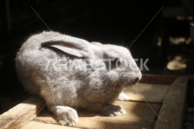 الحفاظ على الأرانب من الانقراض في المملكة العربية السعوديه، محميات طبيعية برية لتربيه ورعايه الحيوانات الأليفه، صورة مقربة لأرنب بري يجلس تحت أشعة الشمس