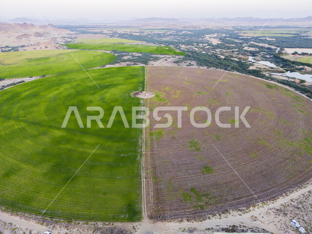 النباتات والمروج الخضراء في فصل الربيع، المقارنة بين الأراضي الخصبة والجافة، محاصيل محلية بالمملكة العربية السعودية، صورة جوية لحقول زراعية دائرية، تقدم وتطور القطاع الزراعي، زراعة الخضراوات الطبيعية